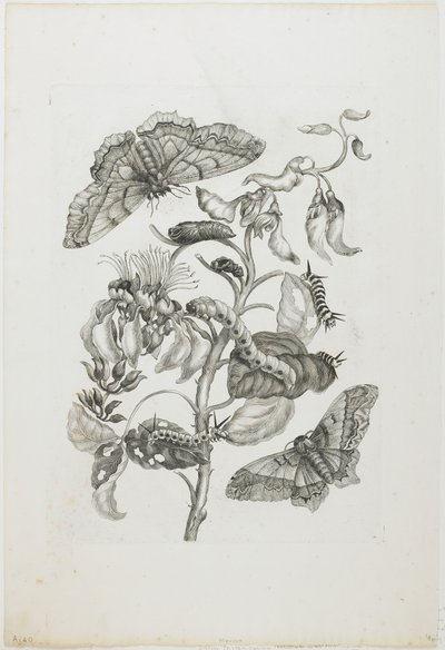 Caterpillars, Butterflies, and Flower by Maria Sibylla Merian